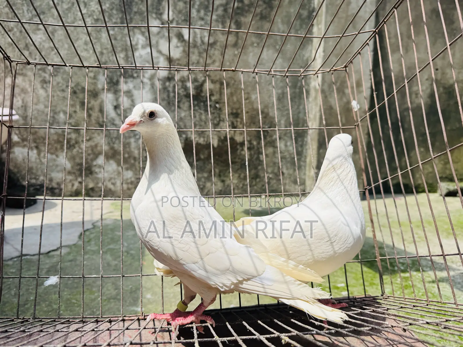 White Bagdadi Homa Pair