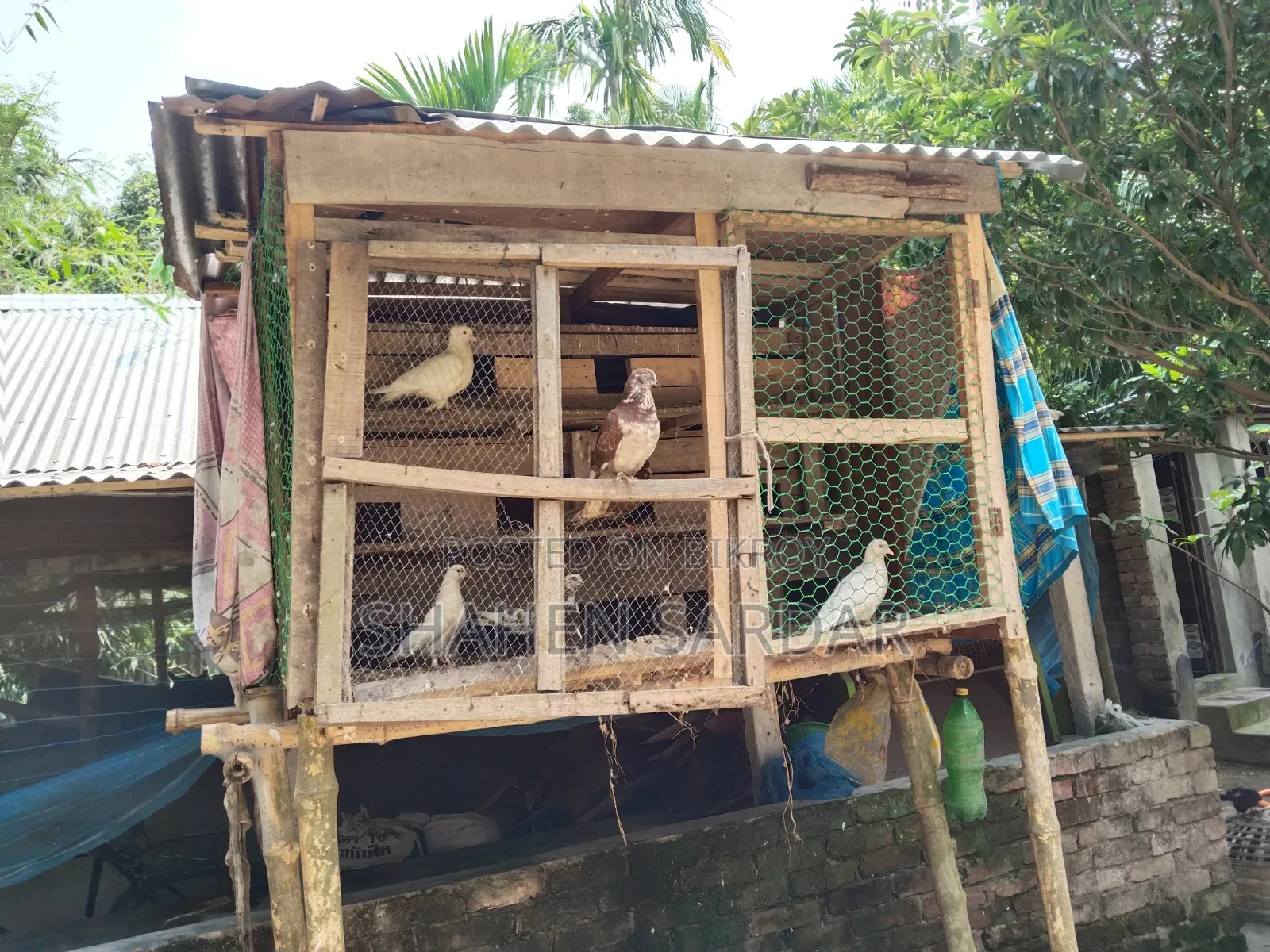 Local Pigeons with 14-room cage