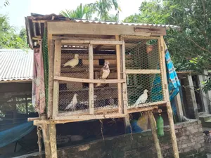 Local Pigeons with 14-room cage