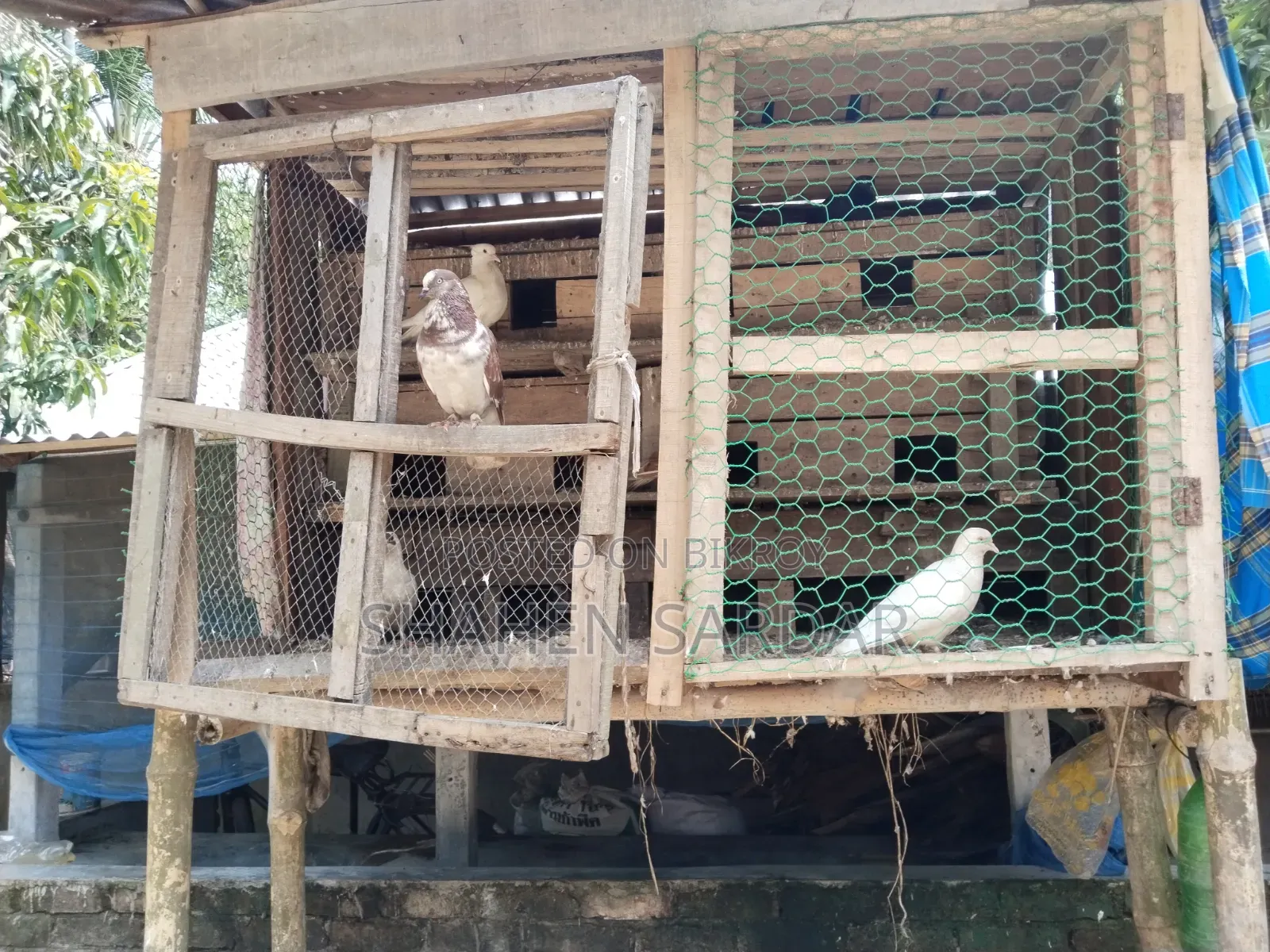 Local Pigeons with 14-room cage