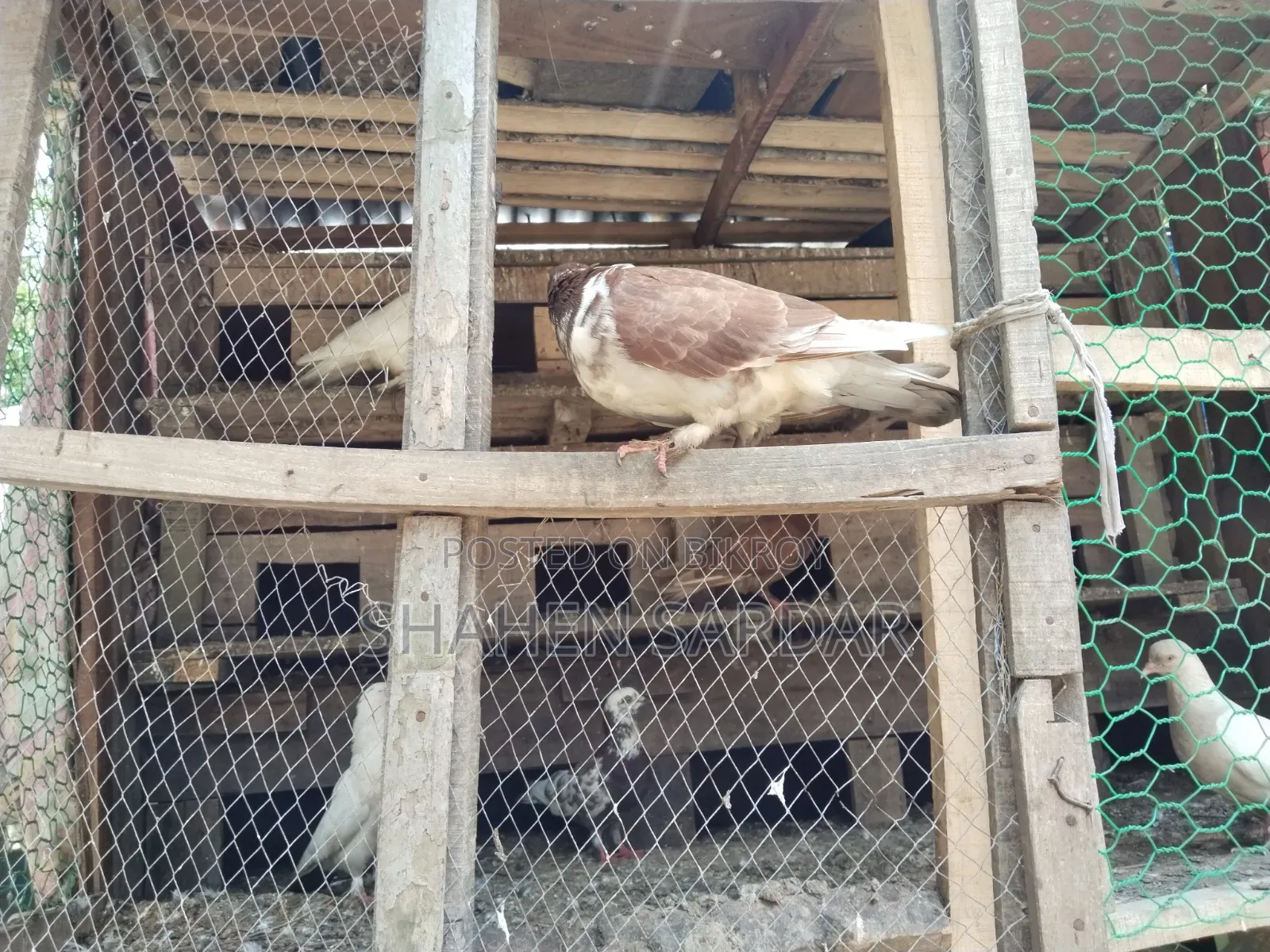 Local Pigeons with 14-room cage