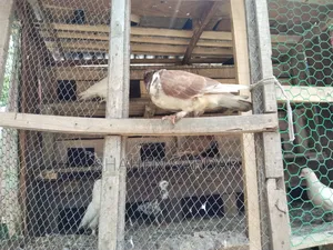 Local Pigeons with 14-room cage