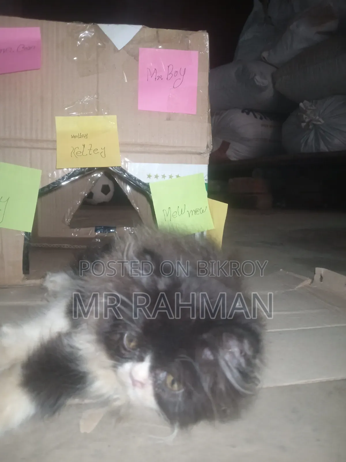 1-3 months Male Purebred Cat