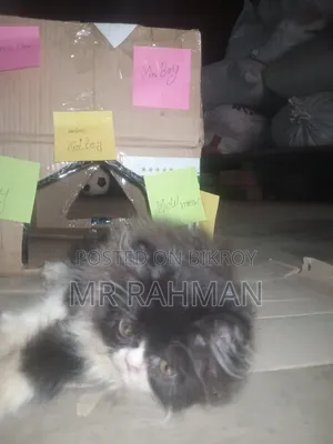1-3 months Male Purebred Cat