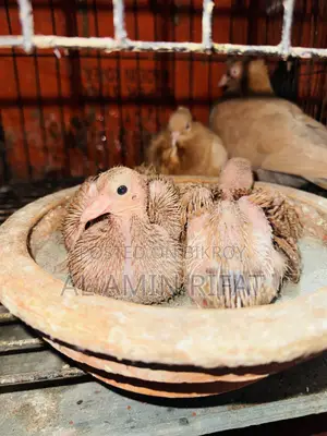 Giyasulli Chuithal Master Pair With 2 Baby