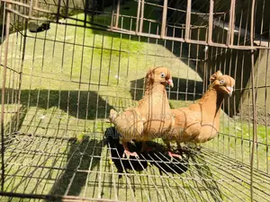 Giyasulli Chuithal Master Pair With 2 Baby