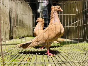 Giyasulli Chuithal Master Pair With 2 Baby