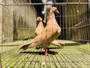 Giyasulli Chuithal Master Pair With 2 Baby