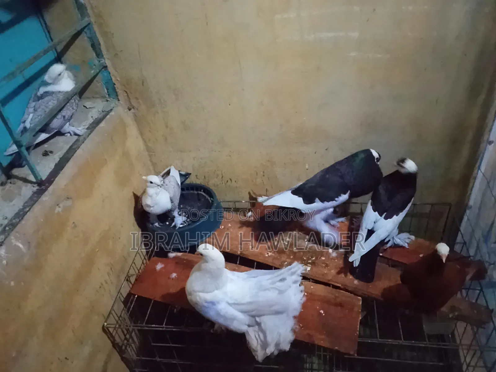 ম্যাকপাই পোটার বল কবুতর