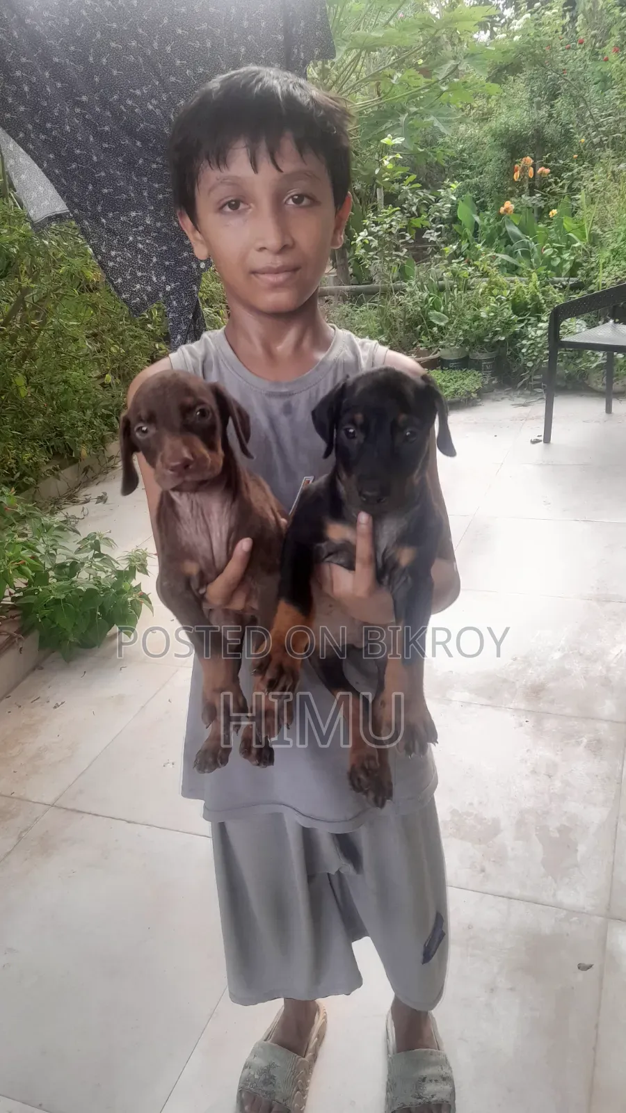 1-3 Months Male Purebred Doberman Pinscher