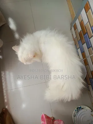 6-12 Months Male Purebred Persian