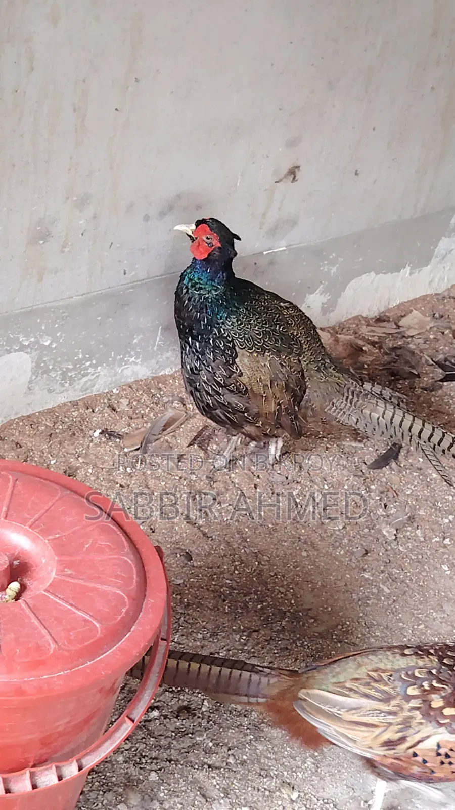 Pheasant Baby