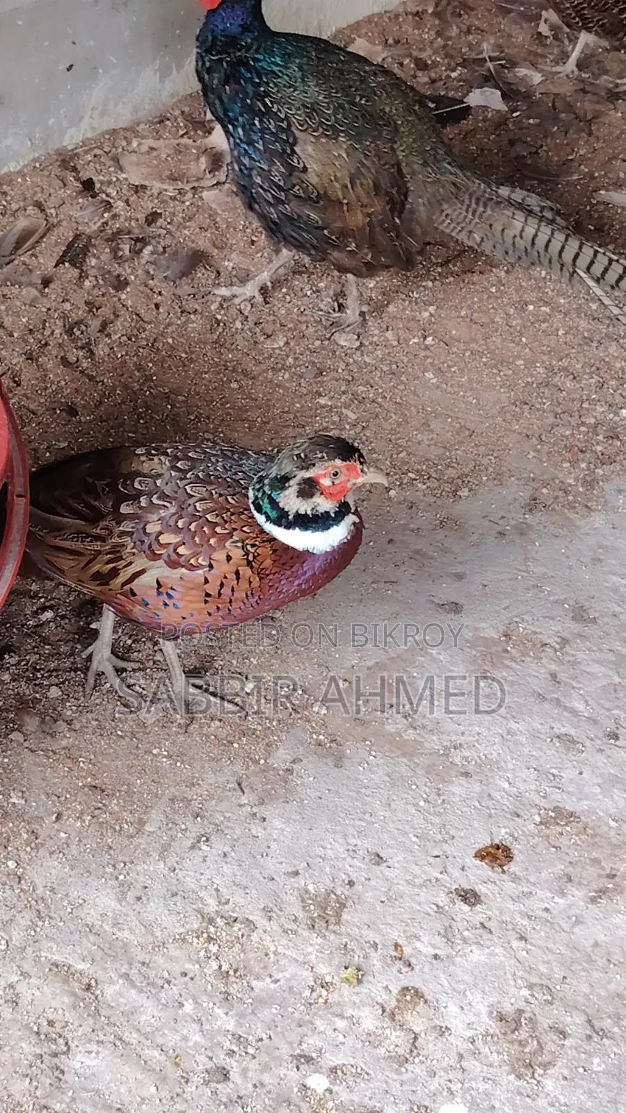 Pheasant Baby