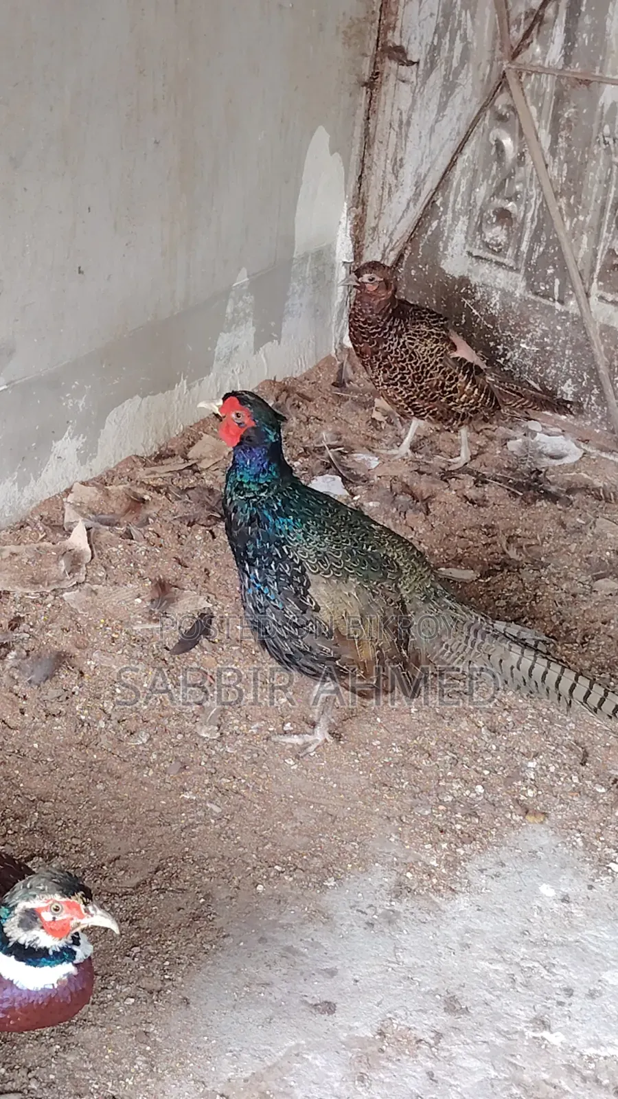 Pheasant Baby