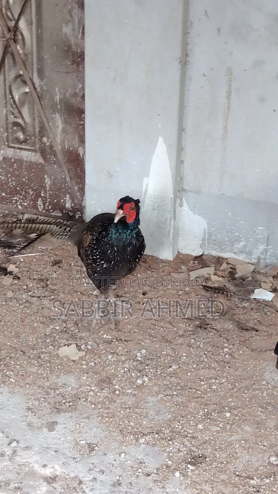 Pheasant Baby
