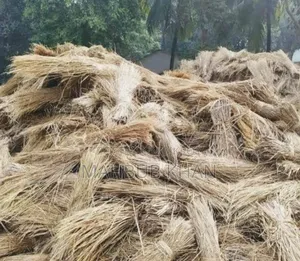 6000 pieces of Aman paddy straw
