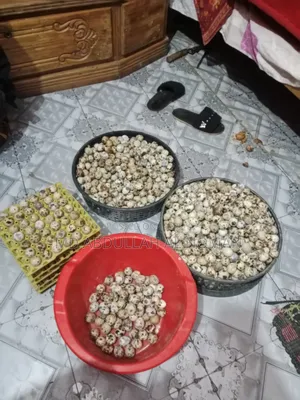 কয়েল পাখির ডিম