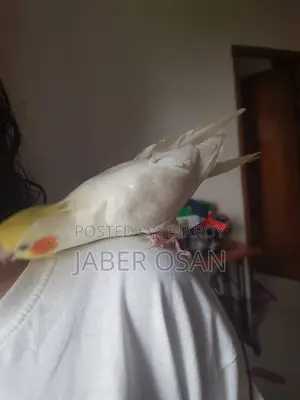 পোষা ককাটেল পুরুষ