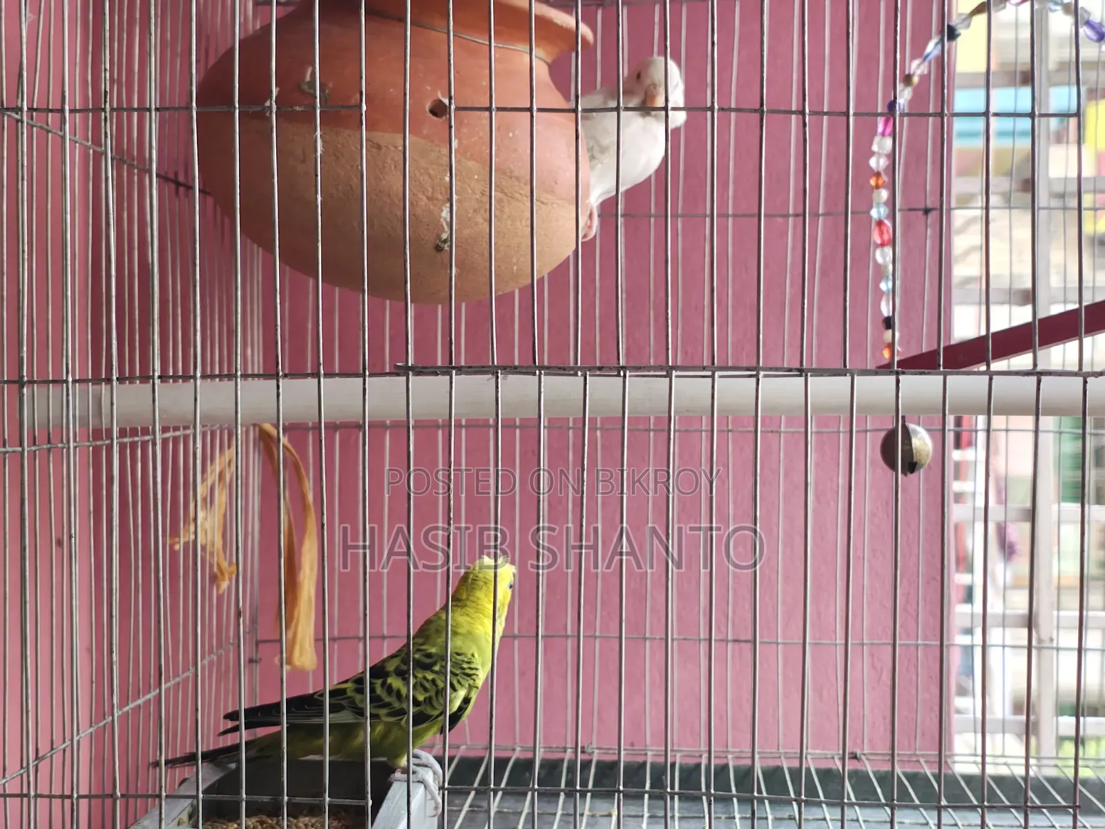 এক জোড়া পাখি