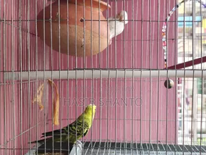 এক জোড়া পাখি