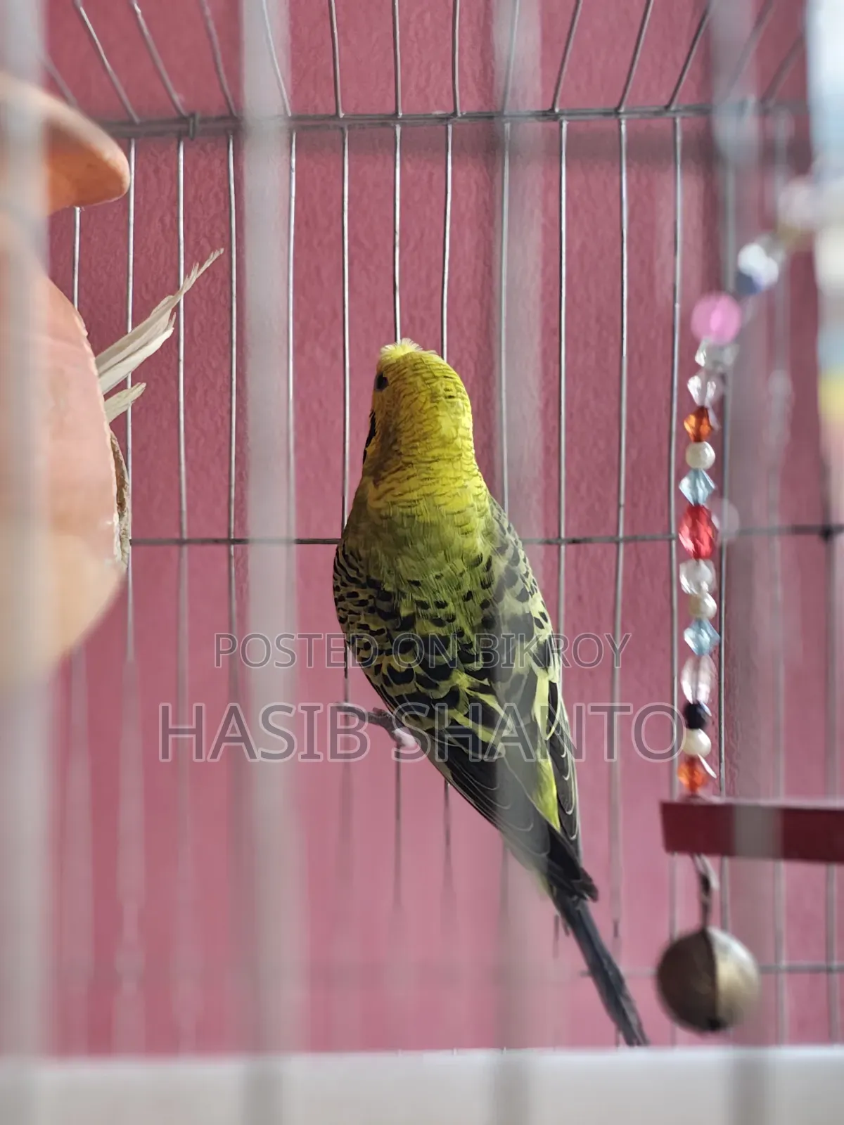 এক জোড়া পাখি