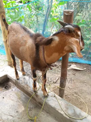 একটি ভালো মানের পাঠা ছাগল