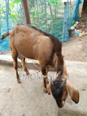 একটি ভালো মানের পাঠা ছাগল