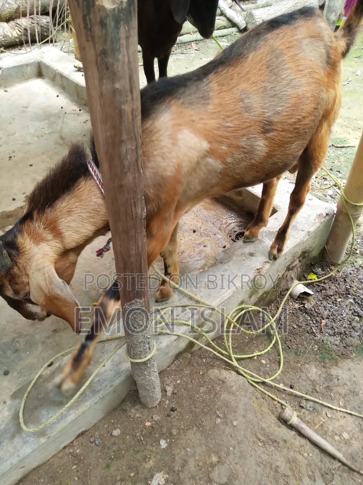 একটি ভালো মানের পাঠা ছাগল
