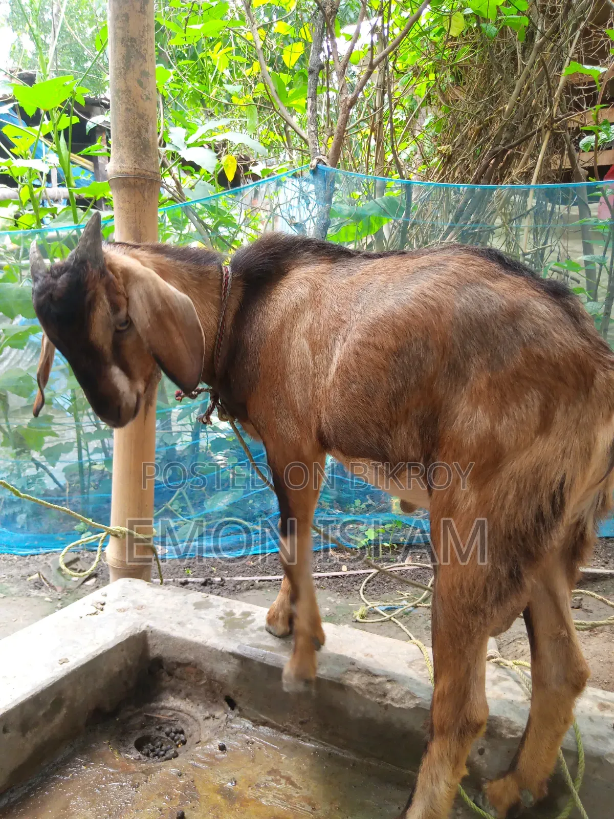 একটি ভালো মানের পাঠা ছাগল
