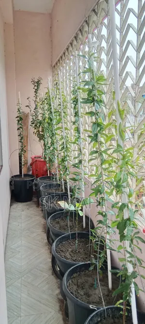Original variety Pomegranate tree.