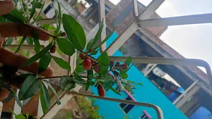 Original variety Pomegranate tree.