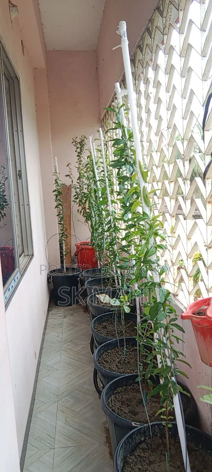 Original variety Pomegranate tree.