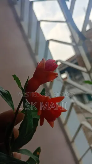 Original variety Pomegranate tree.
