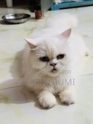 1+ year Female Purebred Persian
