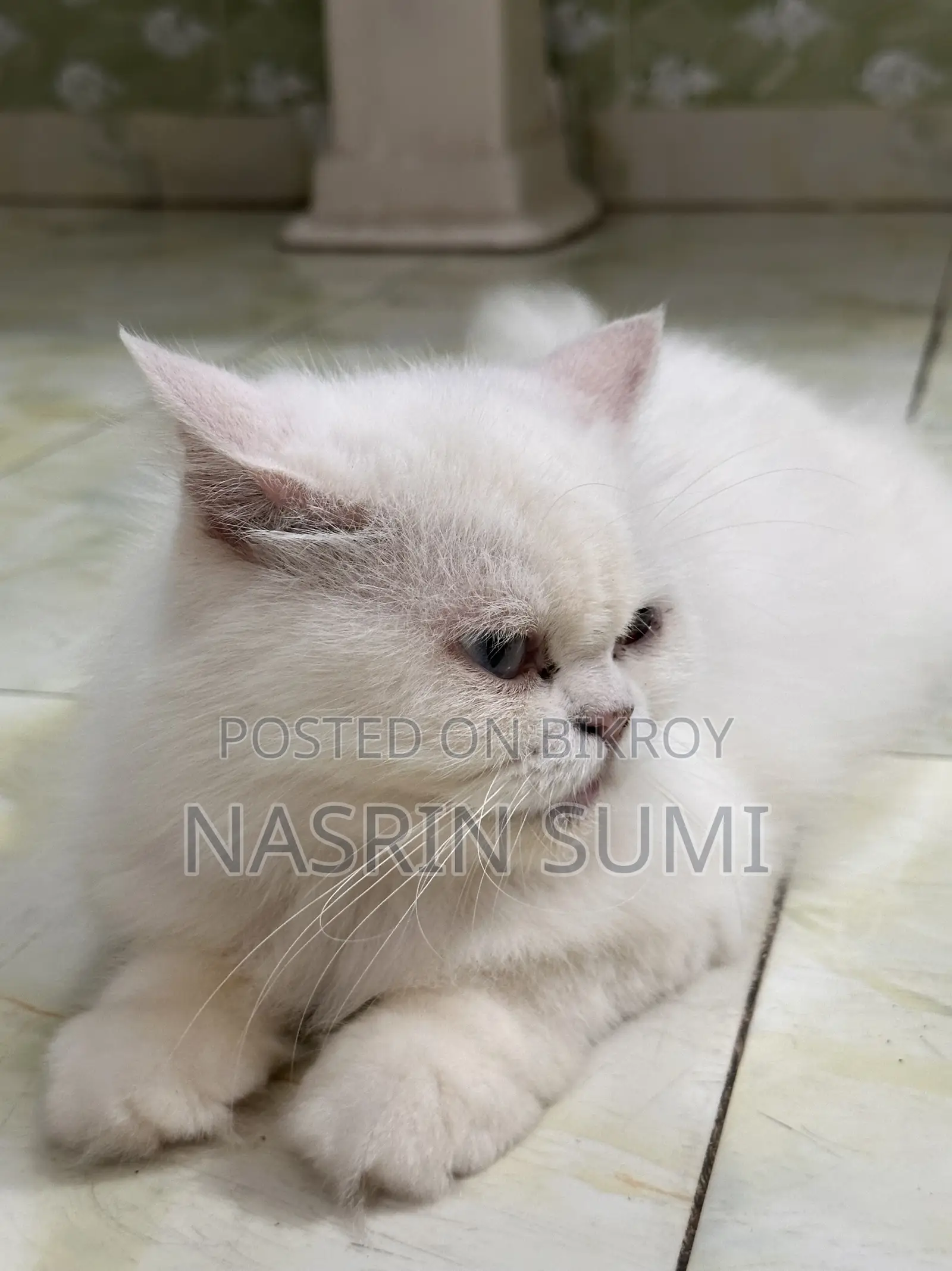 1+ year Female Purebred Persian
