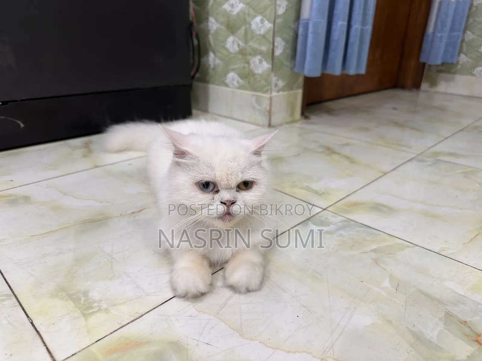 1+ year Female Purebred Persian