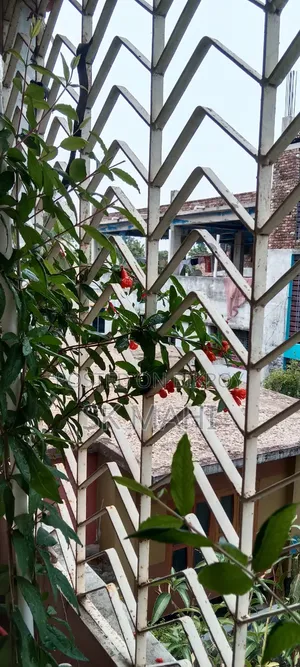 Original variety Pomegranate tree.