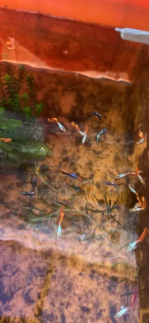 ফ্যাবুলাস গাপ্পি