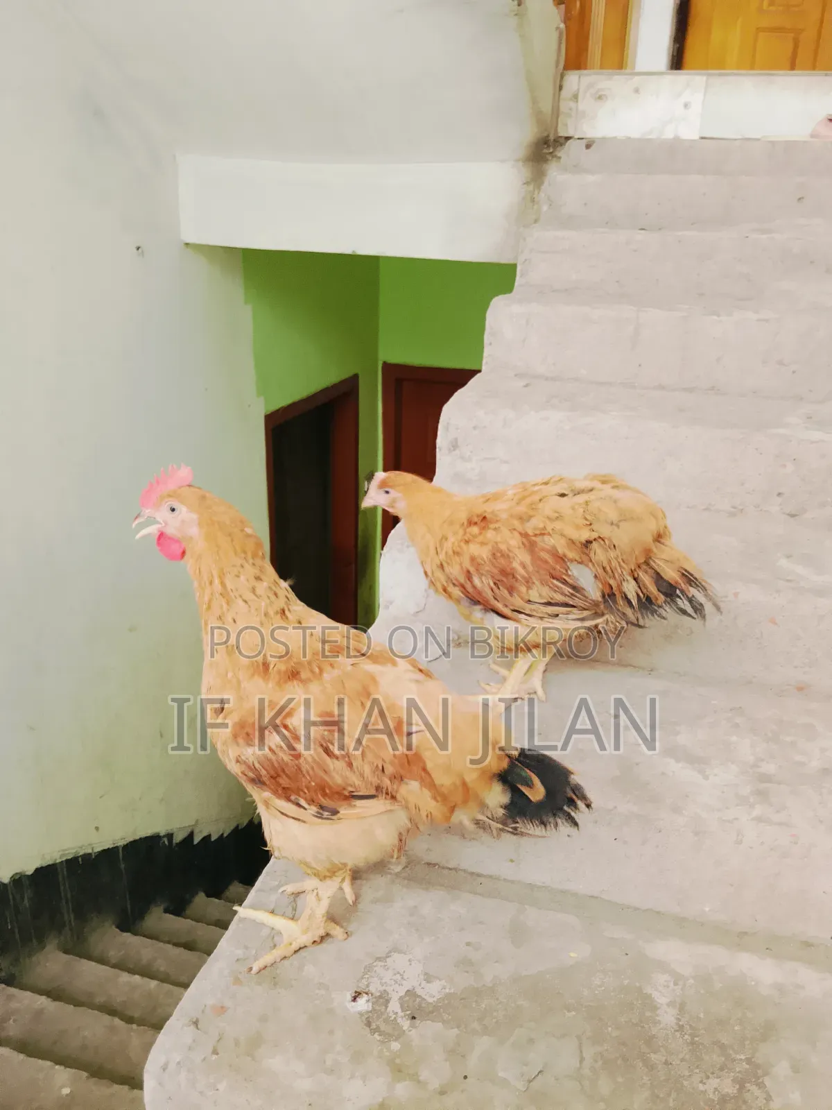 টাইগার মুরগী ১ জোড়া