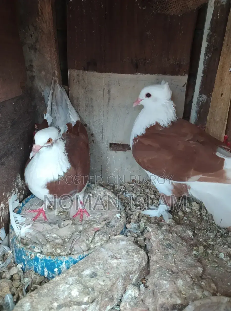 A pair of Red Raj Golla pigeons for sale.
