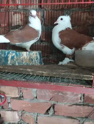 A pair of Red Raj Golla pigeons for sale.