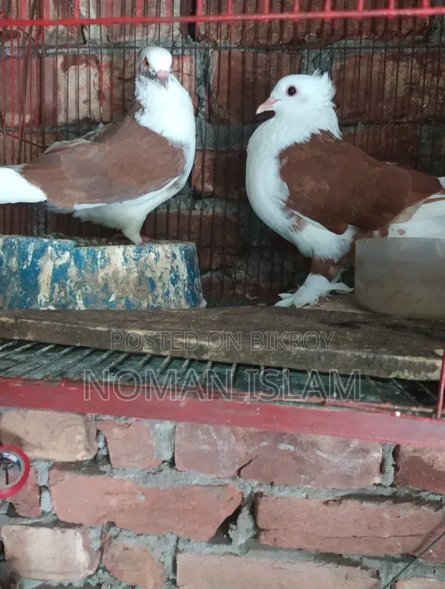 A pair of Red Raj Golla pigeons for sale.