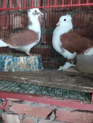 A pair of Red Raj Golla pigeons for sale.