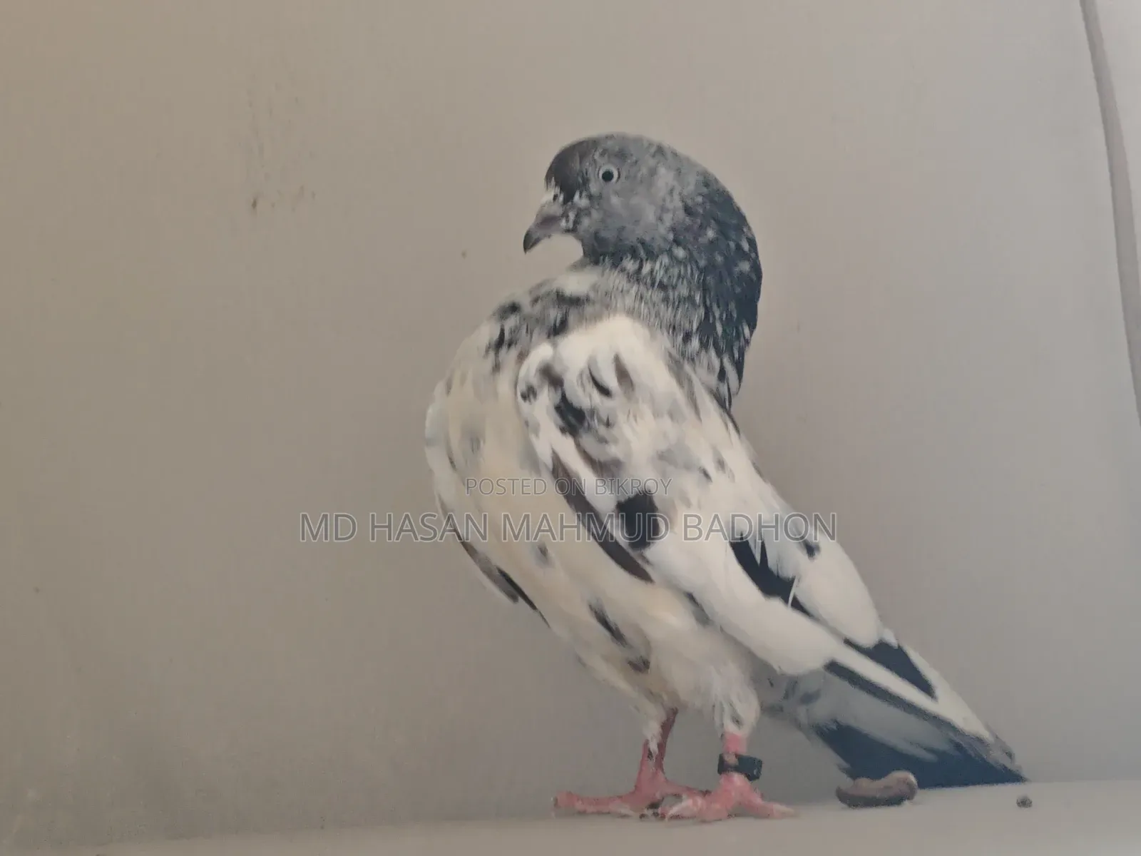 Z-Spring, very high-quality pair of finches