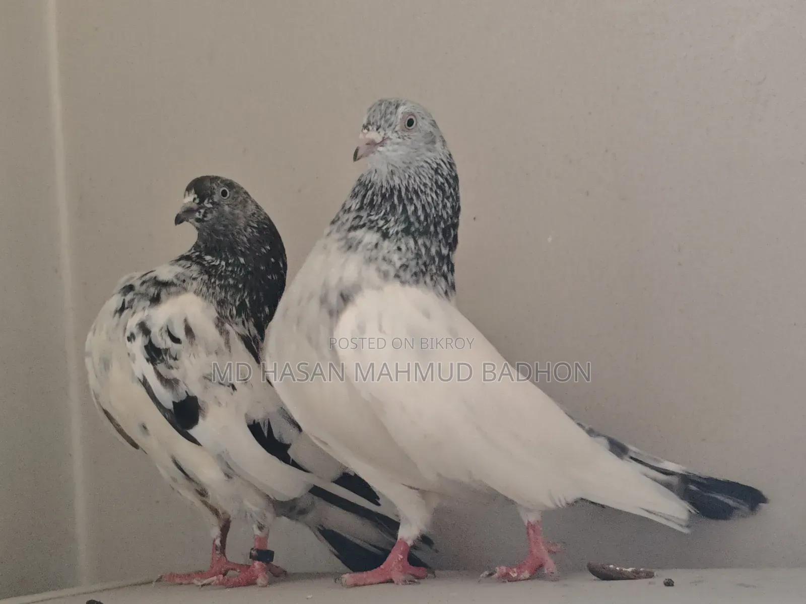Z-Spring, very high-quality pair of finches