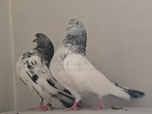 Z-Spring, very high-quality pair of finches