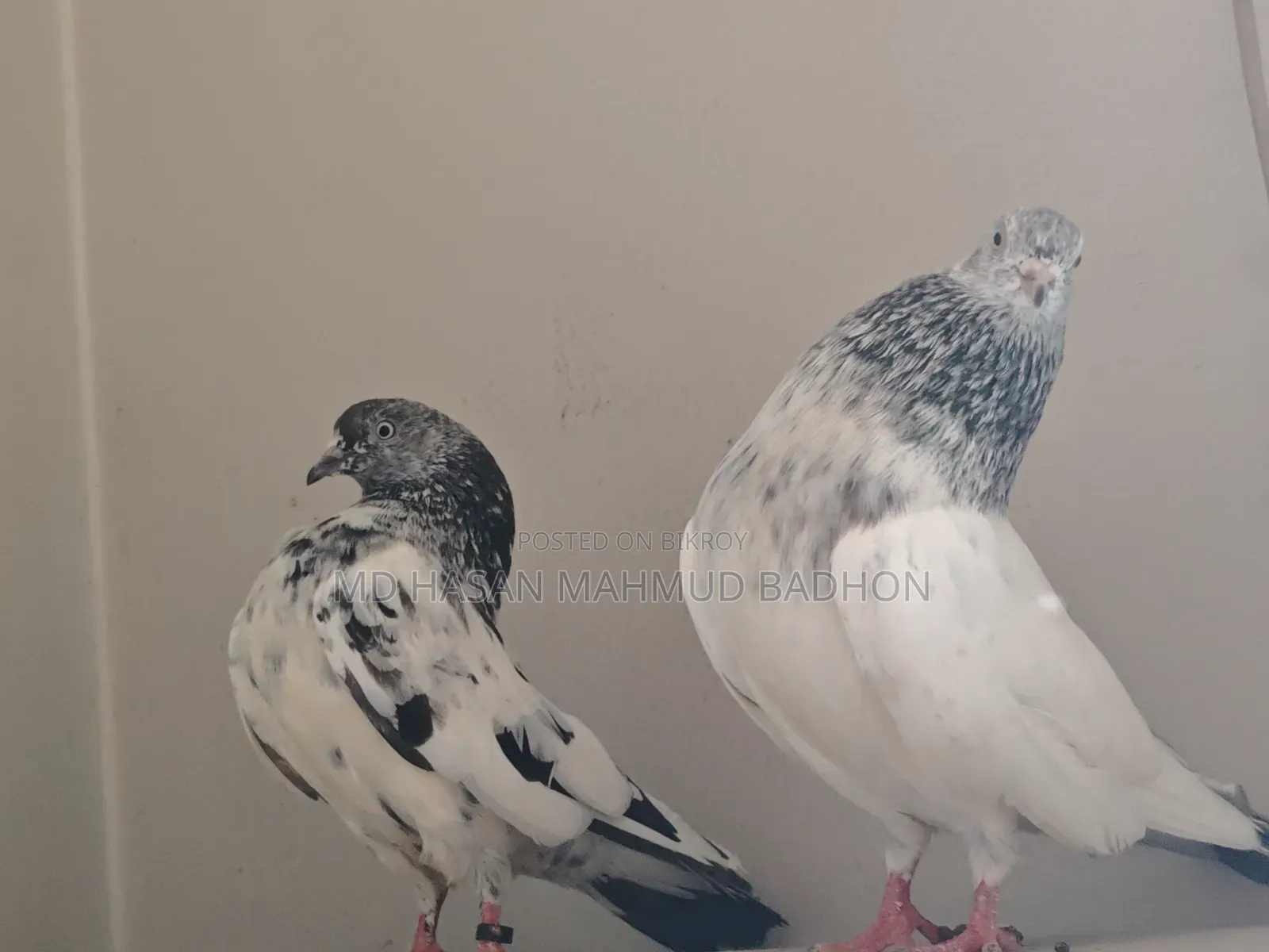 Z-Spring, very high-quality pair of finches