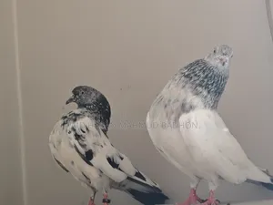 Z-Spring, very high-quality pair of finches