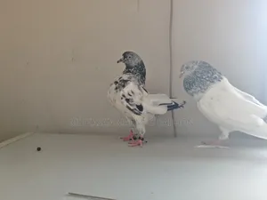 Z-Spring, very high-quality pair of finches