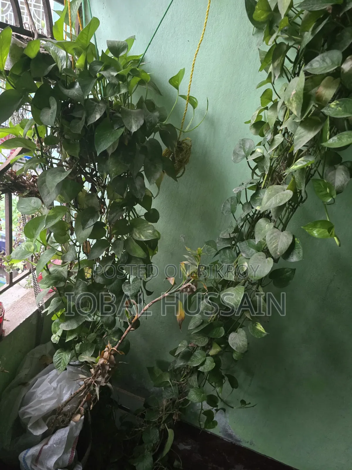 মানি প্ল্যান্ট গাছ ২ পিস